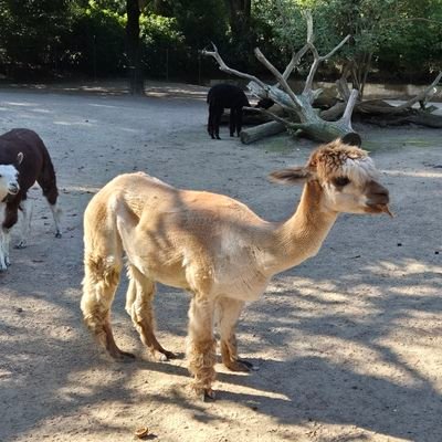 booisokbutnotok's profile picture. 