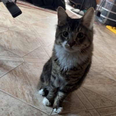 chargy3e's profile picture. 