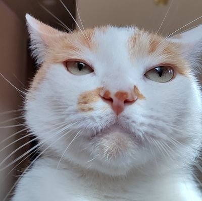 peroxin's profile picture. if i were a bird, you’d be the first person i'd shit on