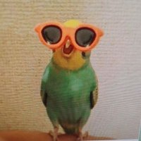 Paco CTO 🦜 (@pacoctofun) 's Twitter Profile Photo