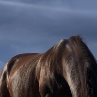 ديمـة (@demalkhldi) Twitter profile photo