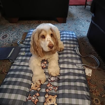 Detective Dennis here #DDDDC, member of #theruffriderz, all round good doggie. Giver of gentle hugs to humans and anipals alike. Always polite.