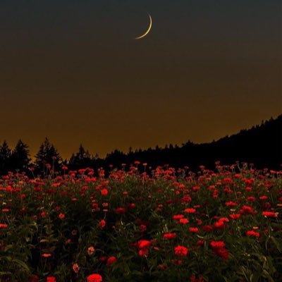 OMAR999100's profile picture. 