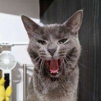 amel (@wakeupamel) 's Twitter Profile
