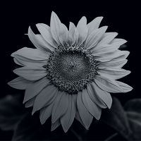 Wildflower International Ltd (@wildflowerintl) 's Twitter Profile Photo Wildflower International Ltd (@wildflowerintl) 's Twitter Profile Photo