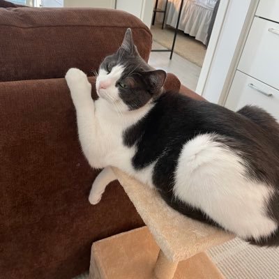 PetajaArtt38011's profile picture. 