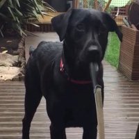 Hades (@rex_mortuis) 's Twitter Profile