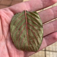 Vitor T (@vrthomaz) 's Twitter Profile