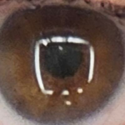 bluerunsonly's profile picture. Love wine, good food. Politics & travel are a close 2nd. But friends & family are No.1. Right of centre but will listen & engage with all, carn't spoil neaver