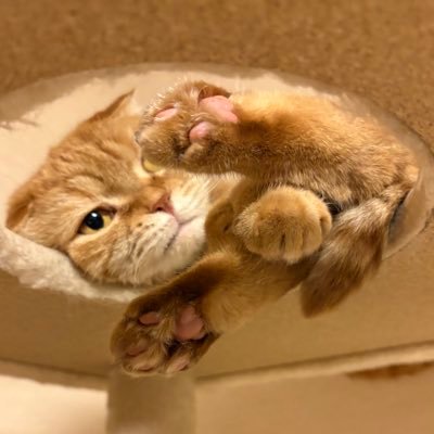 toshiro_28th's profile picture. GARYFISHER で山入門、LOOKで自転車へんろ旅 、Karate Monkeyでぶらぶら、CT125ハンターカブで『次、行ってみよう！』https://t.co/HpaVHegQ0H