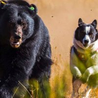 Bear Pup (@a_bear_pup) 's Twitter Profile