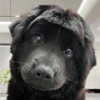 hehegyu_ (@hehegyu_mj) 's Twitter Profile