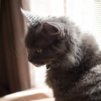 灰色の猫 (@gray_laperm) 's Twitter Profile