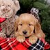 Marty the Golden (@jacksonsmi15935) Twitter profile photo Marty the Golden (@jacksonsmi15935) Twitter profile photo
