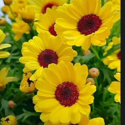 zabsuz72's profile picture. ابليس والدنيا ونفسي والهوى كيف الخلاص وكلهم أعدائي