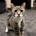 RJ the RJ Cat2 (@rjtherjcat2) Twitter profile photo RJ the RJ Cat2 (@rjtherjcat2) Twitter profile photo
