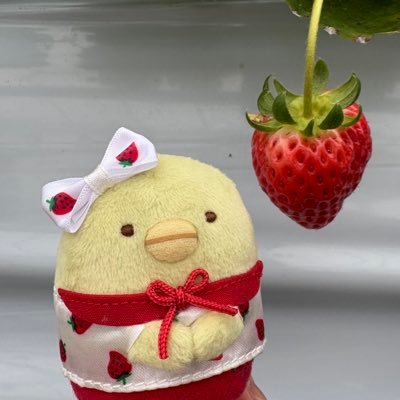 penguin33592's profile picture. すみっコぐらしについて、まったりつぶやいてます。ぺんぎん？が大好き！すみっコ好きな方を無言フォローしておりますm(_ _)m ぬい撮りヘタなので、みなさんの素敵なぬい撮りに癒されています(*´ω`*)Xはまだまだ初心者ですm(_ _)m