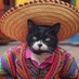 Hipthecat (@hipthecat) Twitter profile photo Hipthecat (@hipthecat) Twitter profile photo