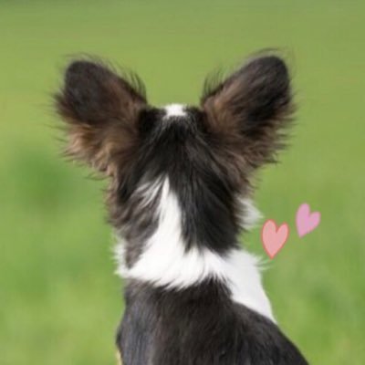 マルマル２🐶( ᐙ و(وちょろっ♪さんのプロフィール画像