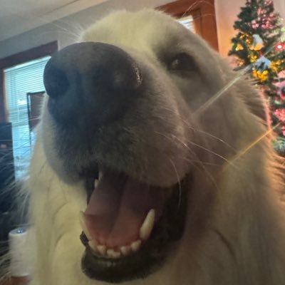 Husband. Systems Engineer. Rust, Python, Go, Node, Typescript, and React. Opinions my own.