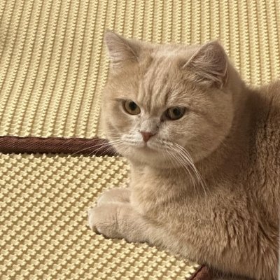 susana662856's profile picture. 愛する茶トラ猫（スサナ♀）と穏やかな暮らしを続ける方法を探しています。毎晩3時過ぎには寝てしまう猫好き。寝る時間を無駄にしたくないので猫と遊んでいます。よかったら私のメディアもチェックしてみてください。👍🐈🐱