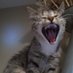 CAT Crazed 🇵🇸😺 🪶 🌈 ☮️🕊️ (@crazed3cat) Twitter profile photo CAT Crazed 🇵🇸😺 🪶 🌈 ☮️🕊️ (@crazed3cat) Twitter profile photo