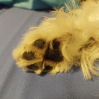 Lemmesleep (@lemmes1eep) 's Twitter Profile