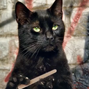 Julia Manzo - @FelineTwo - Twitter