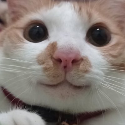 saturdaydrum's profile picture. tell your cats, i said pspsps (✿◠‿◠) ♡