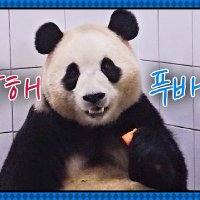 Fu BAo π (@fupengsoo) 's Twitter Profile