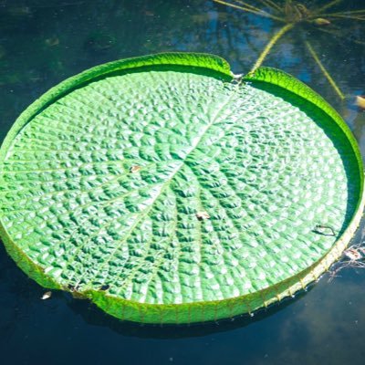 T_WRX_LiSA's profile picture. LiSAっ子