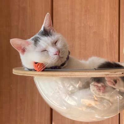 ねこまつりat湯島さんのプロフィール画像