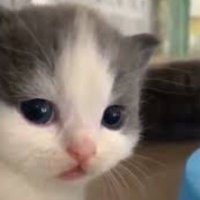 Puflito🗨️ (@puflitoide) 's Twitter Profile Photo Puflito🗨️ (@puflitoide) 's Twitter Profile Photo