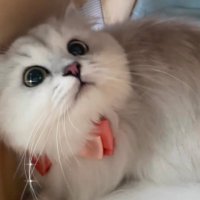 👧🏻 (@kawaiiohimenyan) 's Twitter Profile Photo 👧🏻 (@kawaiiohimenyan) 's Twitter Profile Photo
