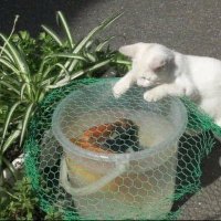 tonkojune (@tonkojune) 's Twitter Profile Photo tonkojune (@tonkojune) 's Twitter Profile Photo