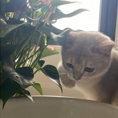 keycodeops's profile picture. 