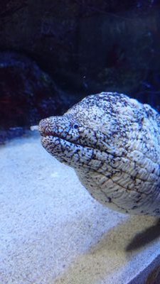 buriu78s's profile picture. 30代前半名古屋メンエス予約用