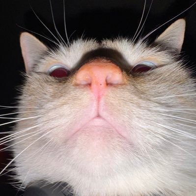 meerkat_z's profile picture. a ball of anxiety that comes off as bubbly. @itscrimsonchin