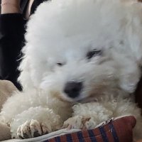 히련 (@zy_h09) 's Twitter Profile