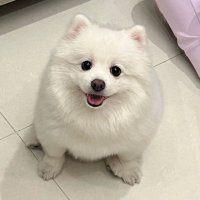 一颗虾饺 (@yikexiajiao) 's Twitter Profile Photo 一颗虾饺 (@yikexiajiao) 's Twitter Profile Photo