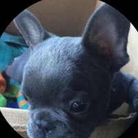 Axl Rose (@axlrose034) 's Twitter Profile