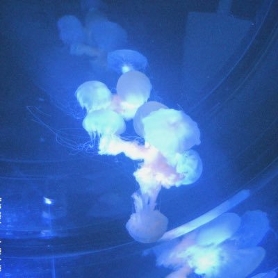 Shq_ck's profile picture. しがない個体 ┊︎ ヨルシカ ┊︎ 盗作再演 ┊︎ @R_25_izo