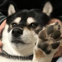 おくだ(と黒柴てつ) (@okuda_to_tetsu) 's Twitter Profile