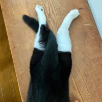 ้็ฉบ๐ใใงใณใฌใผใ๐ฆ ๐โโฌ๐ฆญํธ๋ฅธ ํ๋ ์ด์ฝ๋ฆฟ (@aozora1go) 's Twitter Profile