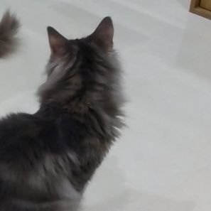 uuuuu_wanwan's profile picture. 気まぐれなどえむ 既婚 #M女 #Sub