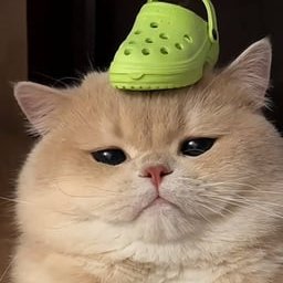 emmy21us's profile picture. MEOW...