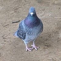 黒糖(●Å●)ノ (@379607harh) 's Twitter Profile