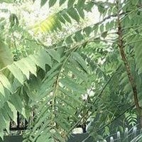 Spillteauuu (@spillteauuhh) 's Twitter Profile