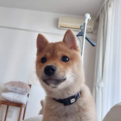 ポメ豆柴ごんちゃん (@2OxN9oMDA777770) / Posts / X