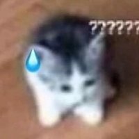 SyntheticBird (@syntheticbird_) 's Twitter Profile Photo SyntheticBird (@syntheticbird_) 's Twitter Profile Photo